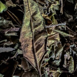 WhiteTea - Pai Mu Tan - 純正白木灘白茶
